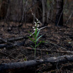 Plant sprouting amid forest fire embers