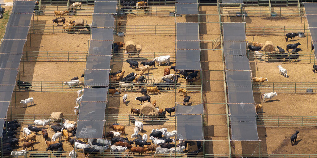 Cattle stockyard with meat cows. Feeding of livestock on farm feedlot in Florida rural area.