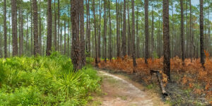 Pine Forest with Controlled Burn on One Side, Southern Georgia
