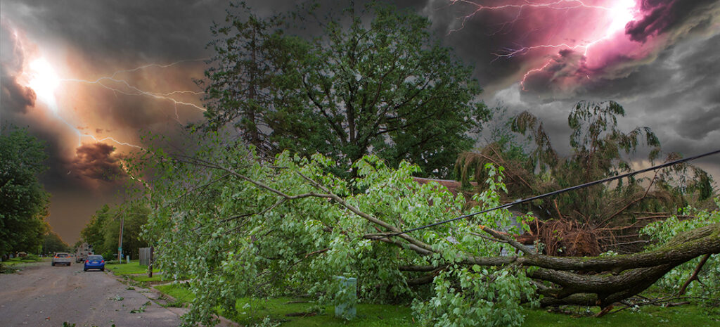 Fallen tree across a powerline during hurricane